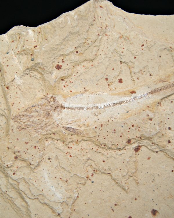 Raro pez depredador del Cretácico