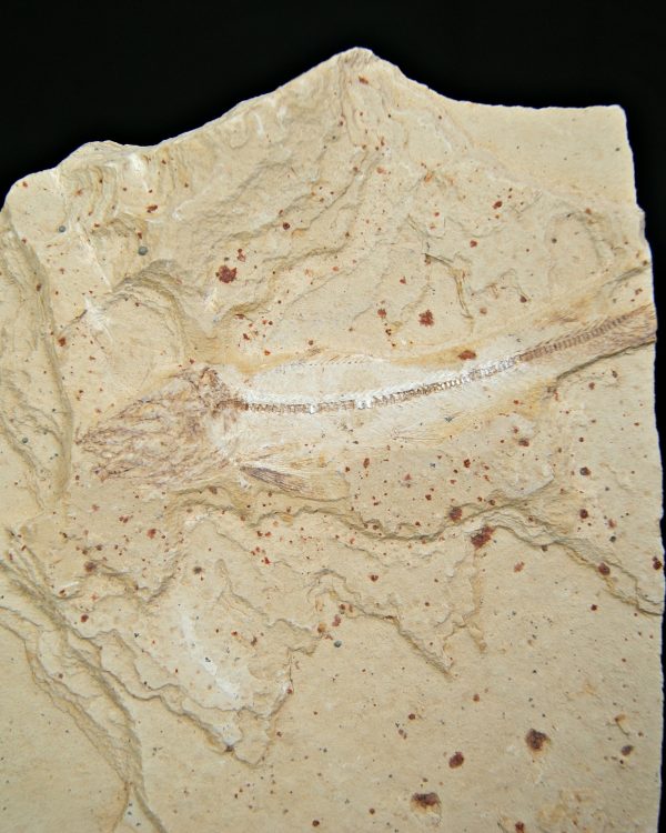 Raro pez depredador del Cretácico