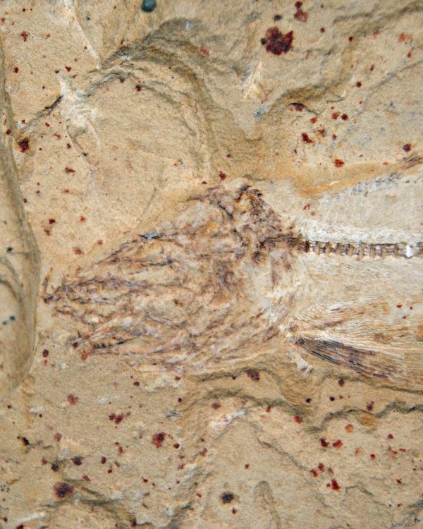 Raro pez depredador del Cretácico