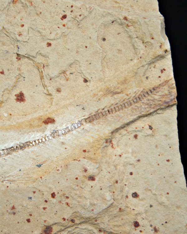 Raro pez depredador del Cretácico