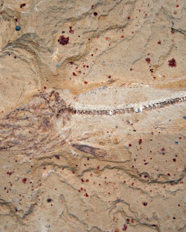 Raro pez depredador del Cretácico