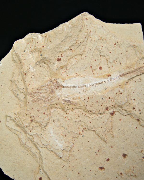 Raro pez depredador del Cretácico