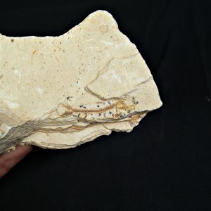 Pez fósil Lycoptera