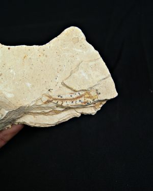 Pez fósil Lycoptera