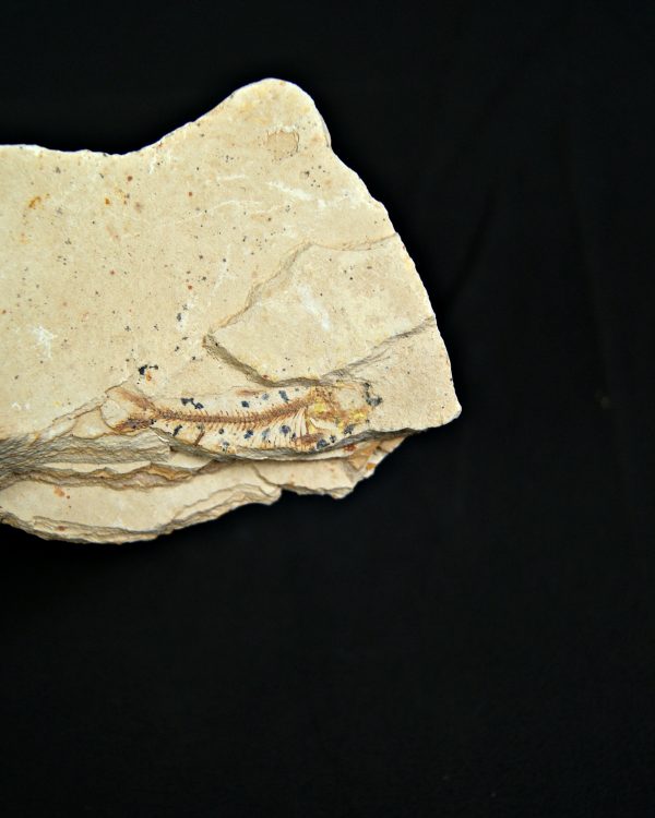 Pez fósil Lycoptera