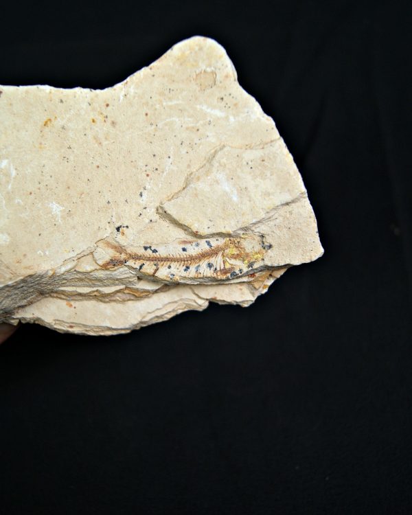 Pez fósil Lycoptera