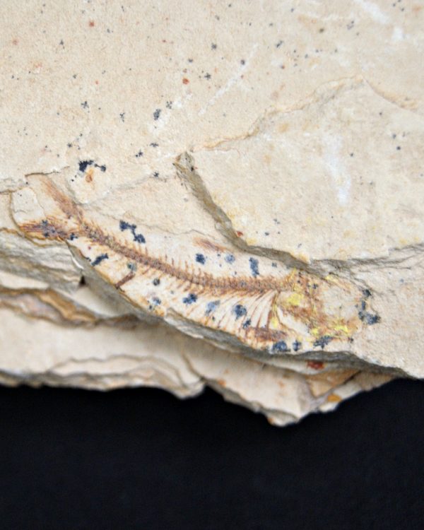 Pez fósil Lycoptera