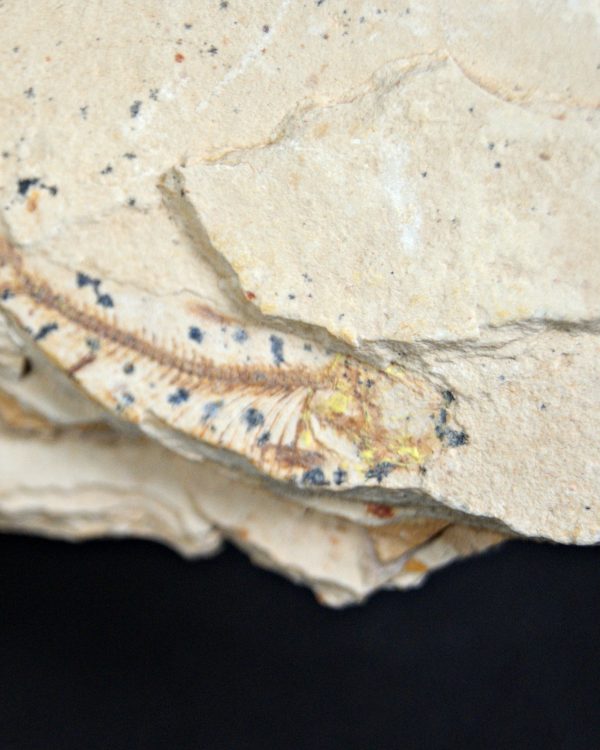 Pez fósil Lycoptera