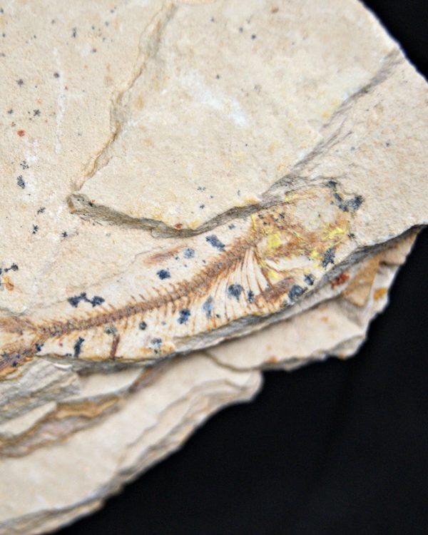 Pez fósil Lycoptera