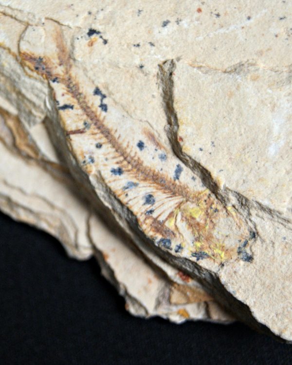 Pez fósil Lycoptera