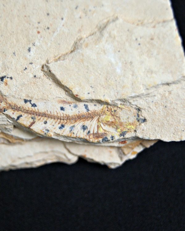 Pez fósil Lycoptera