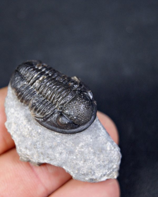 Trilobite Proetus