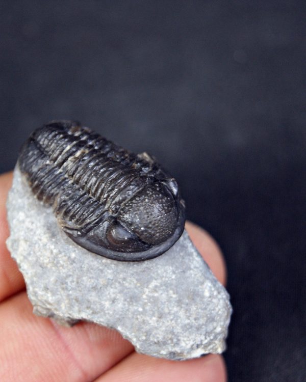 Trilobite Proetus