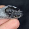 Trilobite Proetus