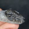 Trilobite Proetus