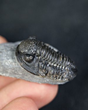 SONY DSC Trilobite Proetus