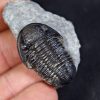 Trilobite Proetus