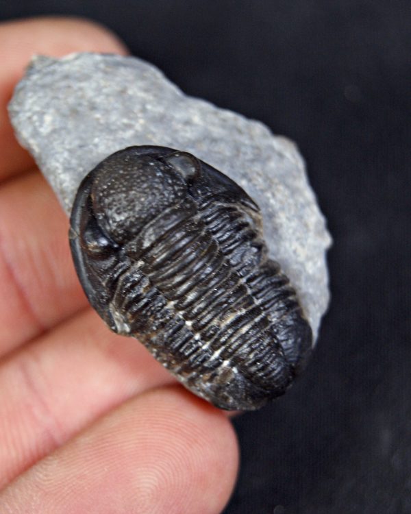 Trilobite Proetus
