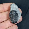 Trilobite Proetus