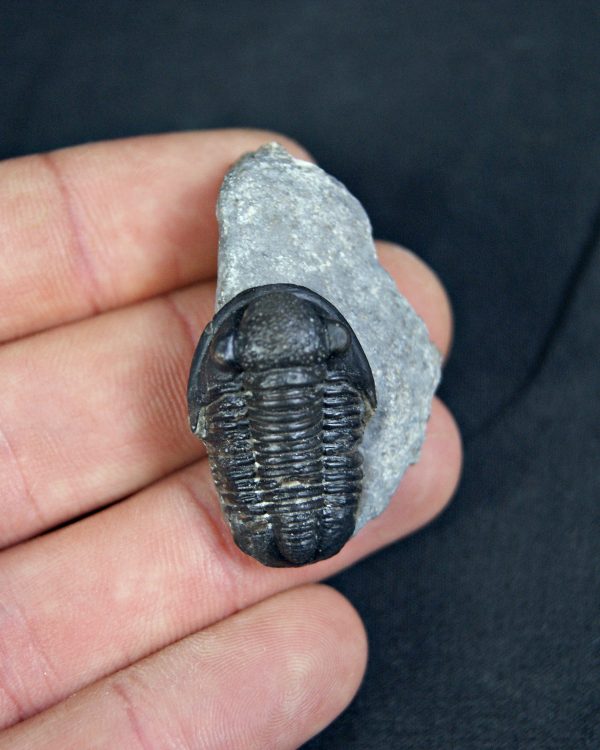 Trilobite Proetus