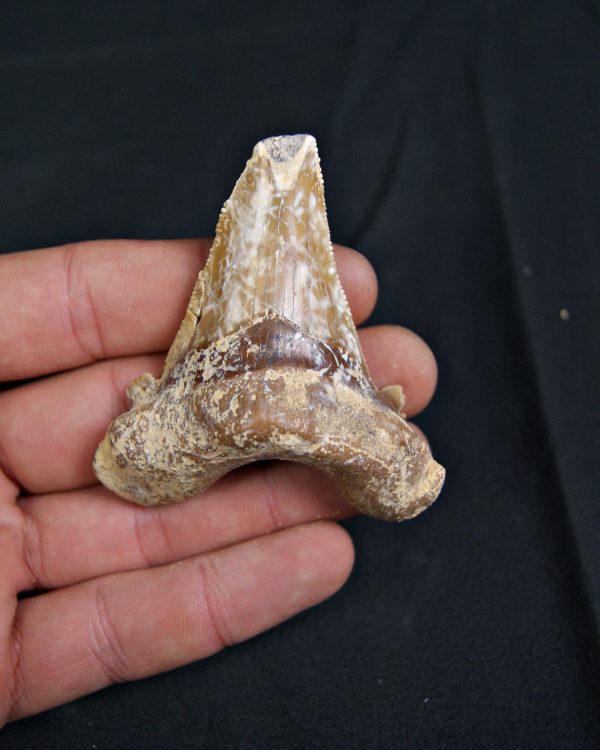 Carcharocles sokolowi