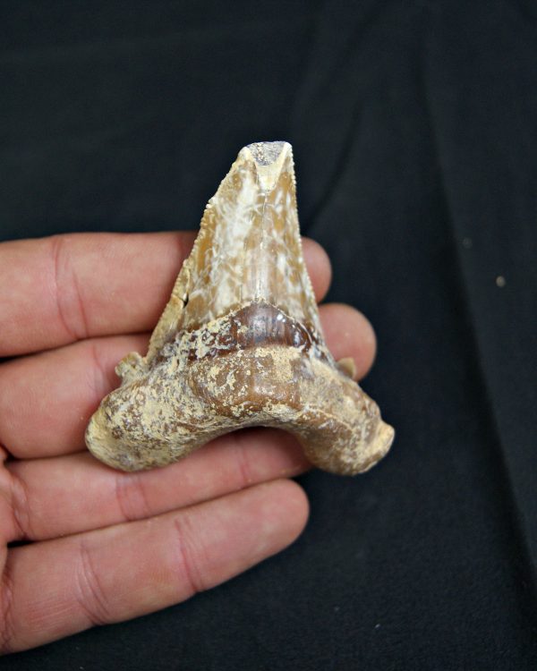 Carcharocles sokolowi