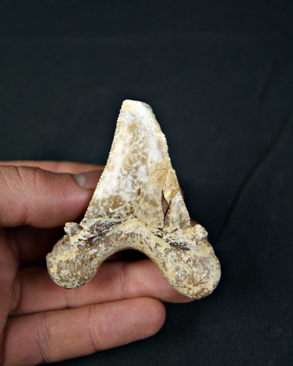 Carcharocles sokolowi