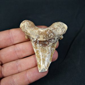 Carcharocles sokolowi