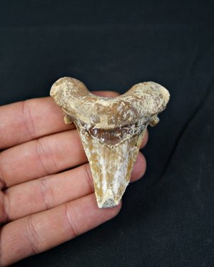 Carcharocles sokolowi