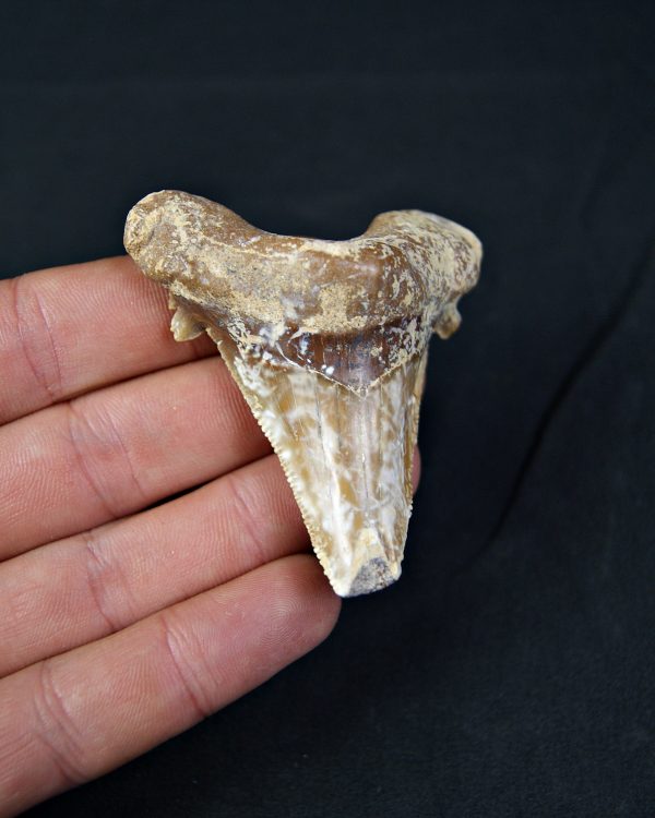 Carcharocles sokolowi