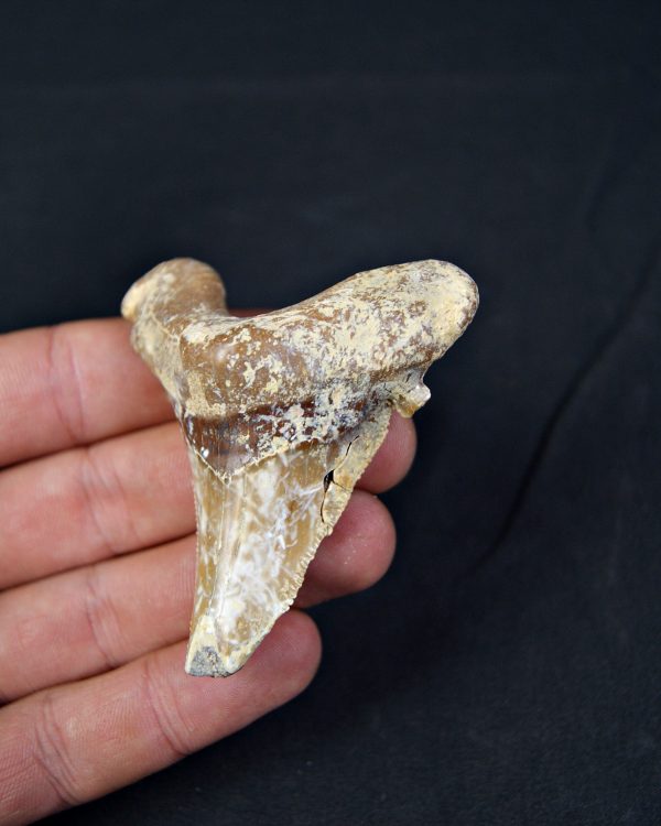 Carcharocles sokolowi