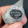 Trilobite Proetus granulosus