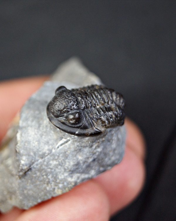 Trilobite Proetus granulosus