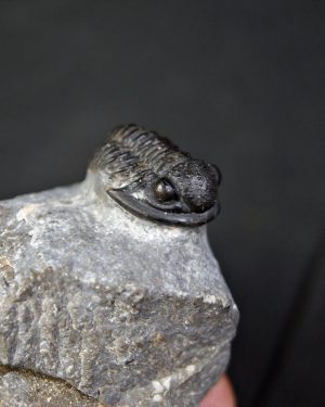 SONY DSC Trilobite Proetus granulosus