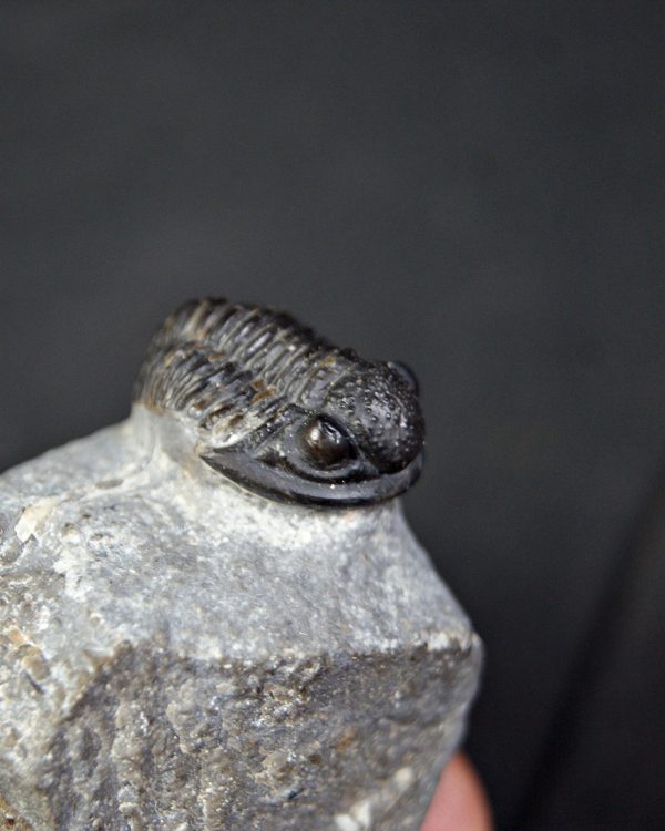 Trilobite Proetus granulosus