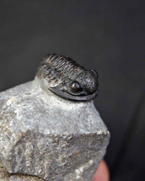 Trilobite Proetus granulosus
