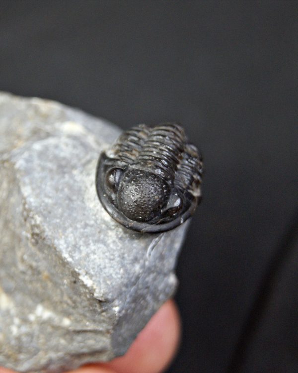 Trilobite Proetus granulosus