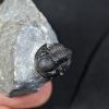 Trilobite Proetus granulosus