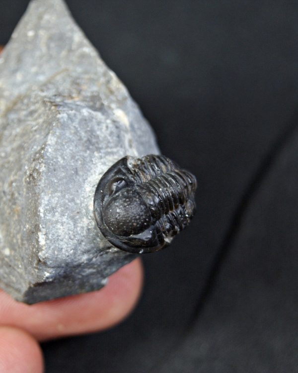 Trilobite Proetus granulosus