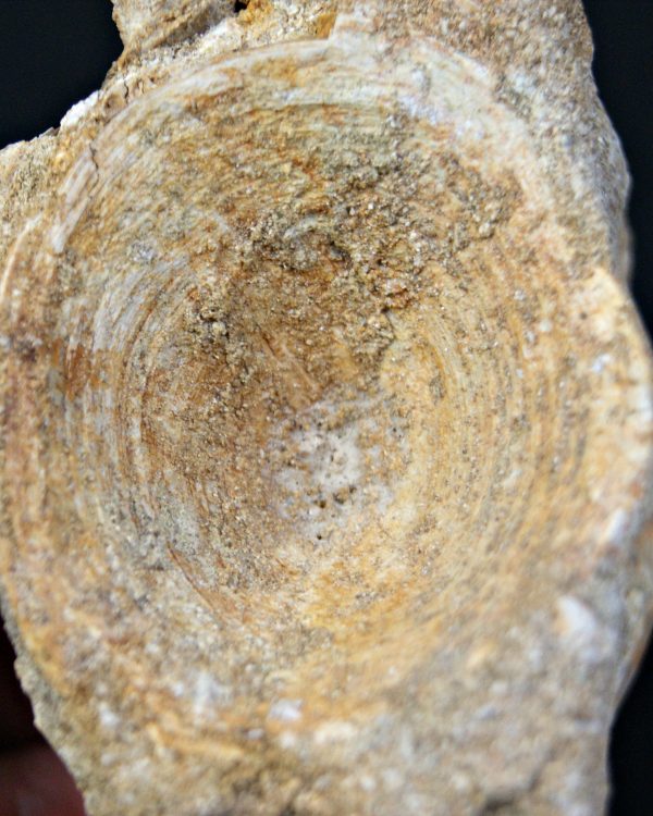 Vértebra de Enchodus libycus