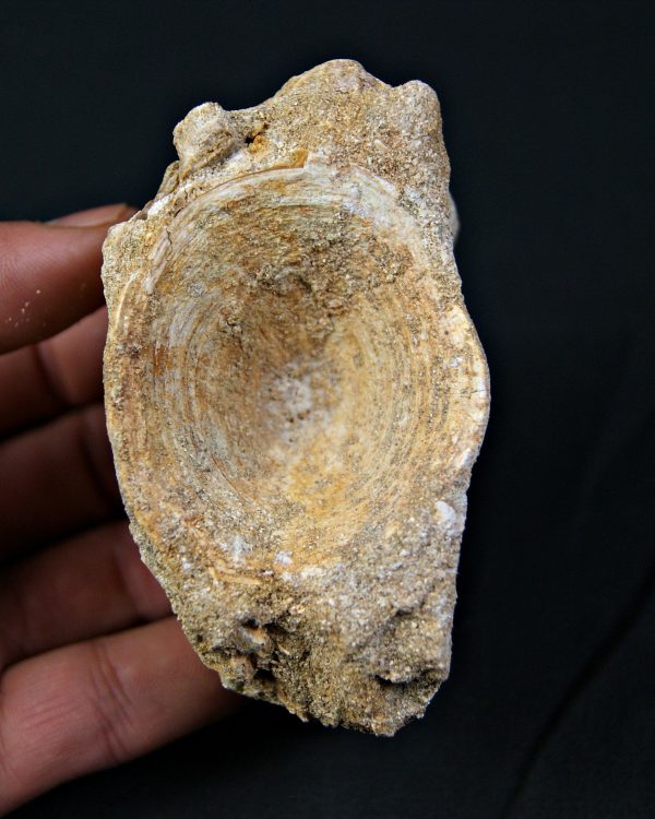 Vértebra de Enchodus libycus