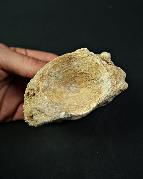 Vértebra de Enchodus libycus