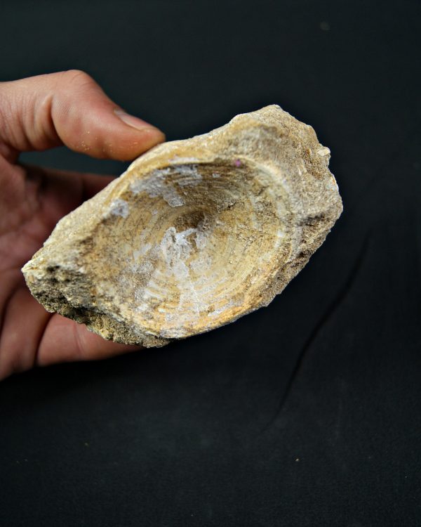 Vértebra de Enchodus libycus