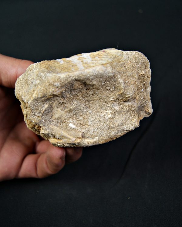 Vértebra de Enchodus libycus