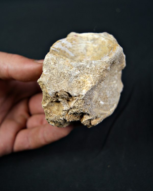 Vértebra de Enchodus libycus