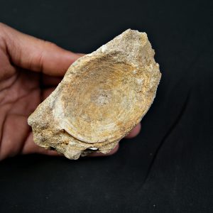 Vértebra de Enchodus libycus