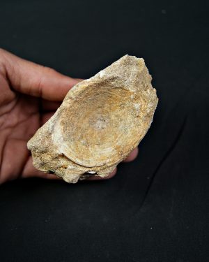 Vértebra de Enchodus libycus