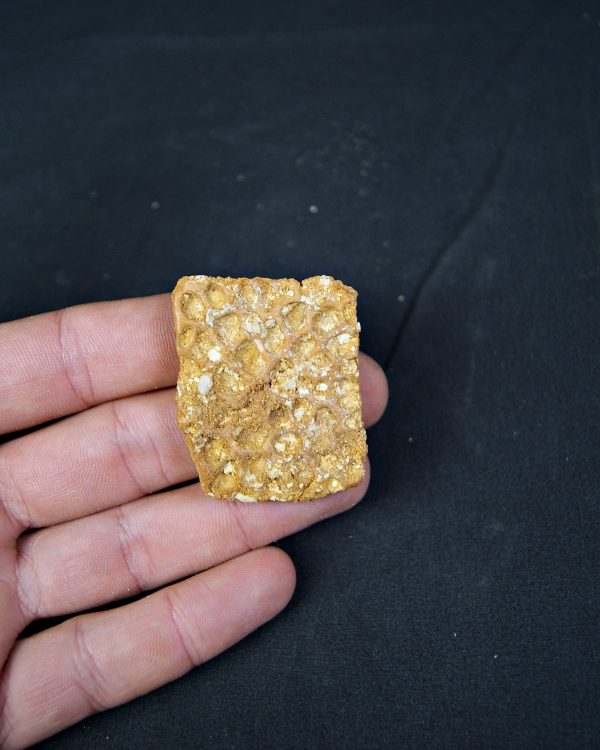 Osteodermo de cocodrilo