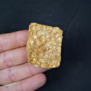 Osteodermo de cocodrilo