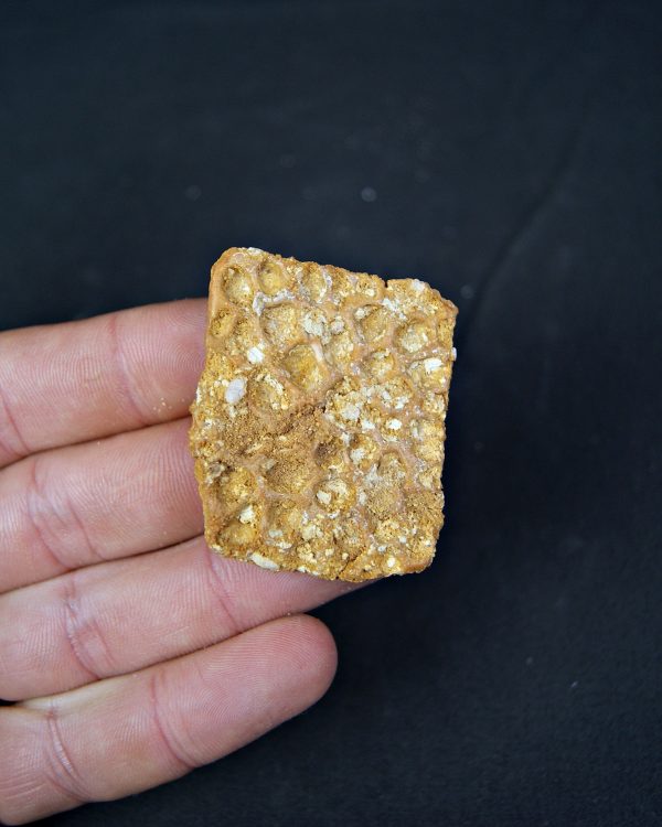 Osteodermo de cocodrilo